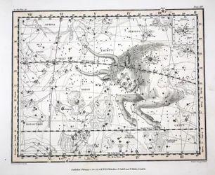 The Constellations (Plate XIV) Taurus, from 